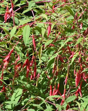 Fuchsia magellanica gracilis