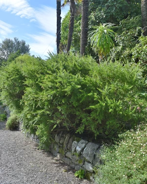Grevillia rosemarinifolia jenkinsii