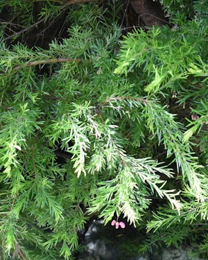 Grevillia rosemarinifolia jenkinsii