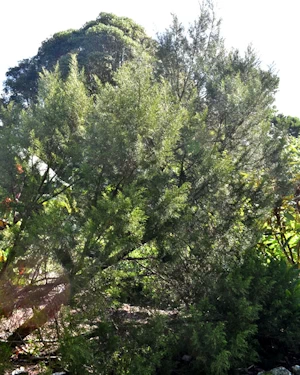 Halocarpus bidwillii