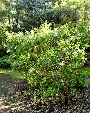 Hebe salicifolia