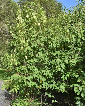 Hoheria Glory of Amlwch