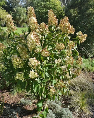 Hydrangea paniculata tardiva