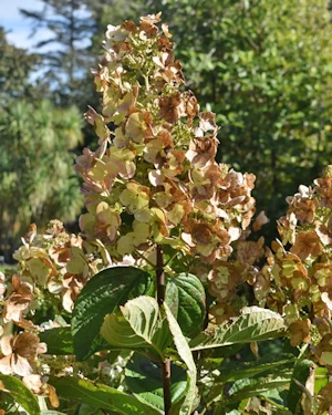 Hydrangea paniculata tardiva