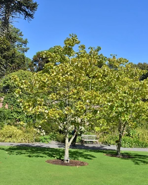 Idesia polycarpa