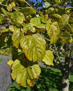 Idesia polycarpa