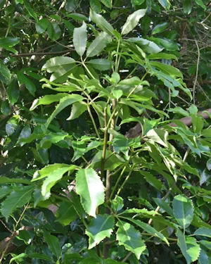 Leptospermum scoparium