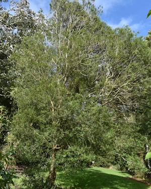 Leucopogon parviflorus