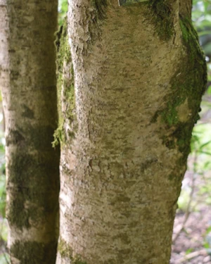 Leucopogon parviflorus
