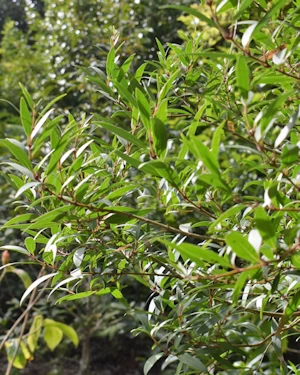 Leucopogon parviflorus
