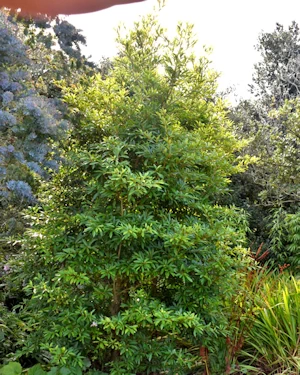Lindera Erythrocarpa