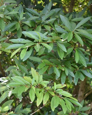 Lindera erythrocarpa