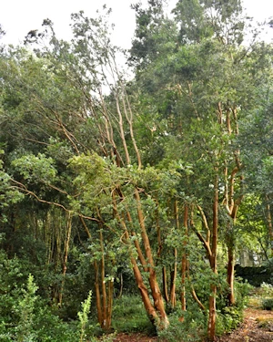 Luma apiculata