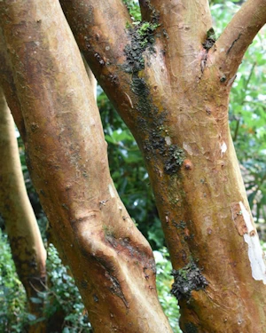 Luma apiculata