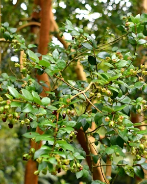 Luma apiculata