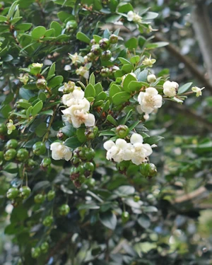 Luma chequen