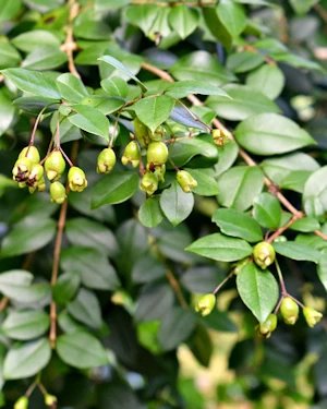Luma chequen