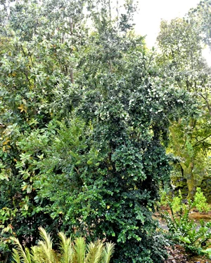 Luma chequen
