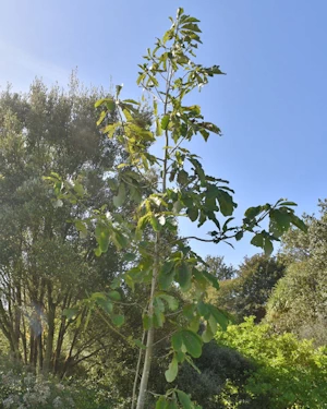 Magnolia officianalis