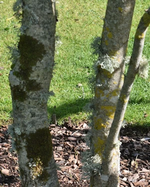 Magnolia officianalis
