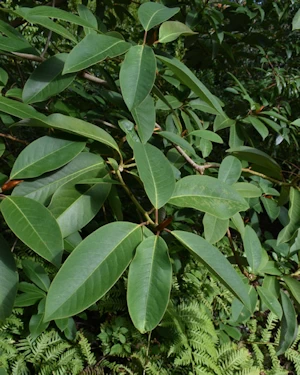 Magnolia sapaensis