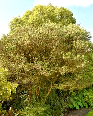 Melaleuca pallida