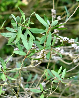 Melaleuca pallida