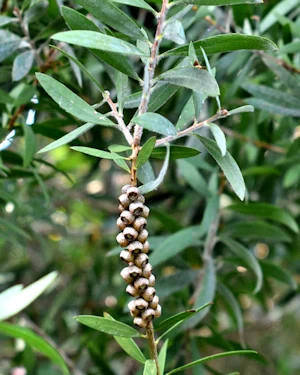 Melaleuca pallida