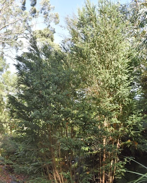 Melaleuca squarrosa