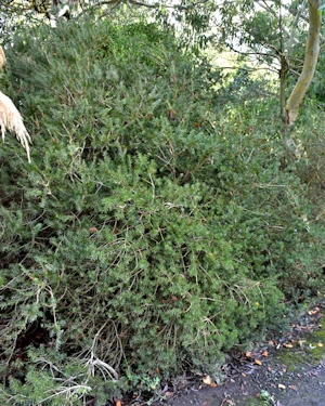 Melaleuca virens