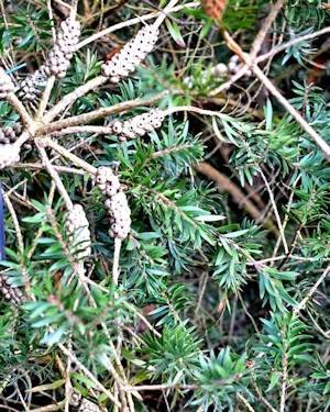 Melaleuca virens
