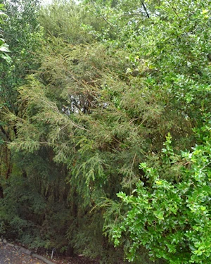 Metrosideros stipularis