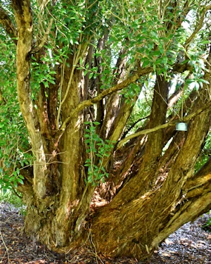 Metrosideros umbellata