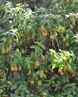 Mitraria coccinea