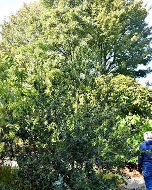 Myrceugenia colchaguensis