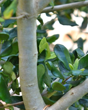 Myrceugenia colchaguensis
