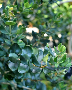 Myrceugenia colchaguensis