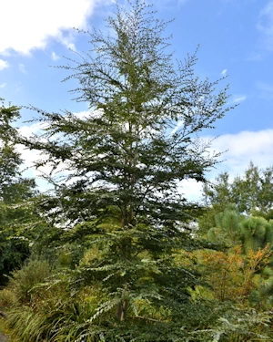 Nothofagus dombeyi