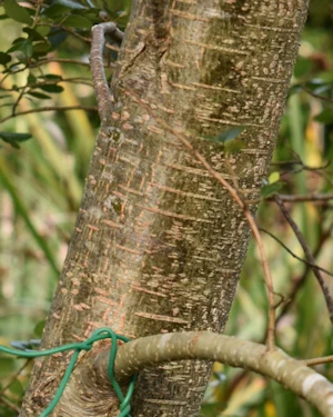 Nothofagus dombeyi