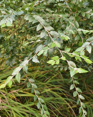 Nothofagus dombeyi