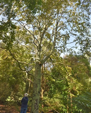Nothofagus nervosa