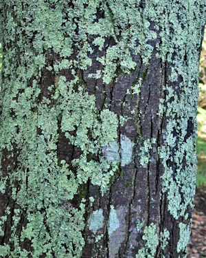 Nothofagus nervosa