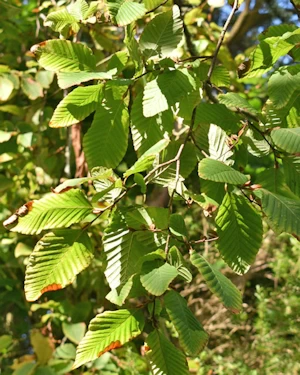 Nothofagus nervosa