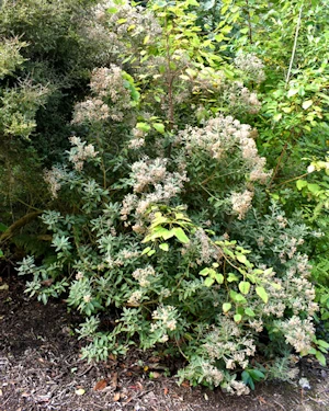 Olearia argophylla