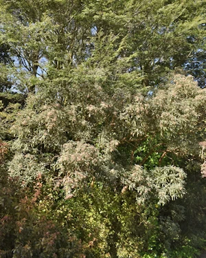 Olearia ilicifolia