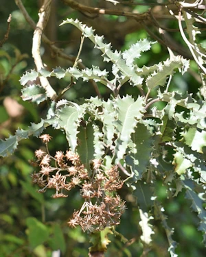 Olearia ilicifolia