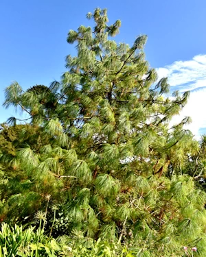 Pinus patula