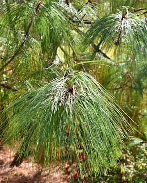 Pinus patula