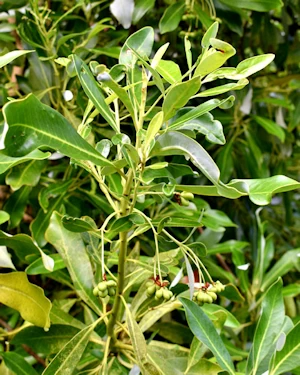 Pittosporum tobira