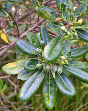 Pittosporum tobira